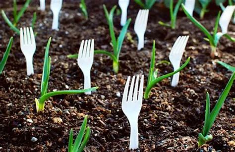 11 Gardening Hacks You Need to Know Right Now - Plant Instructions