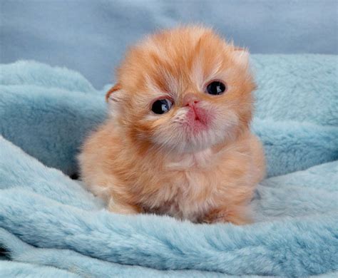 It's HD | Animals-Funny-Wallpapers: cute baby kittens