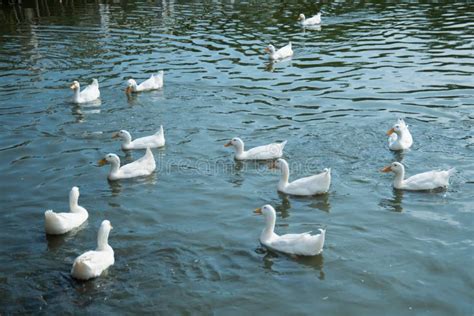 Duck in farm stock photo. Image of summer, bird, river - 106588594