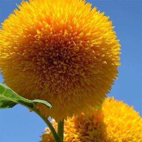 Teddy Bear Sunflower Seeds - Etsy