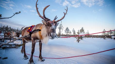 In photos: Sweden's incredible reindeer herders | Adventure.com