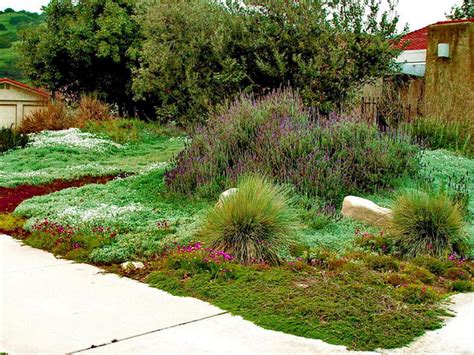 How to Choose Groundcovers and Plants to Use As Lawn Alternatives | Lawn alternatives, Front ...