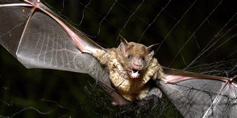 Vampire bats feeding on human blood in Brazil - Business Insider