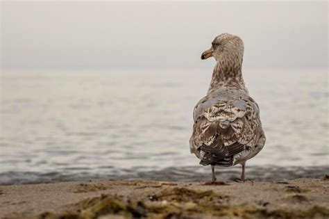 Premium Photo | View of seagull on beach