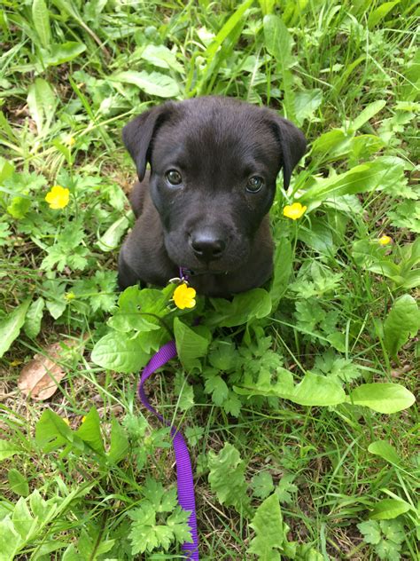 Boxer Black Lab Pit Mix Puppy: A Unique And Loyal Companion - l2sanpiero