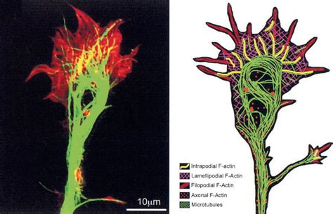 Growth cone and its role in axonal guidance ~ Advanced Neurobiology