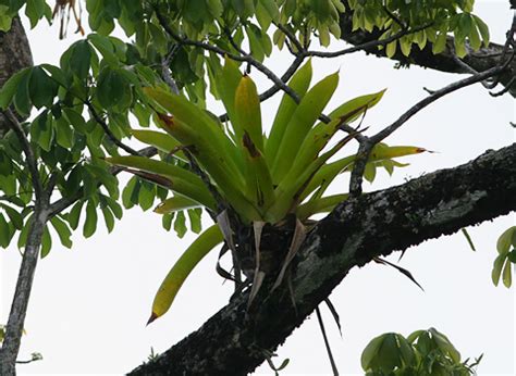 Epiphytes – The Firefly Forest