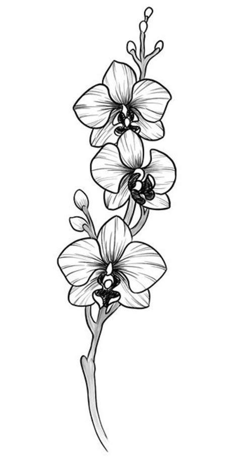 Tattoo Easy Simple Orchid Drawing 85 Best Flowers Drawings Of Orchids ...