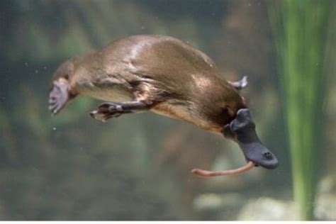 Platypus Facts For Kids - Duck Billed Platypus