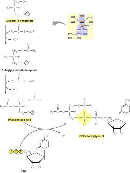 Glycerophospholipids: What is the basic biosynthesis mechanism?