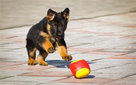 German Shepherd puppy playing with a ball wallpapers and images ...