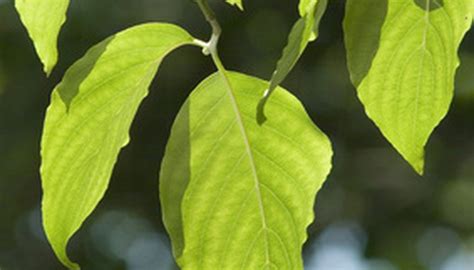 Dogwood Tree Leaf Identification | Garden Guides