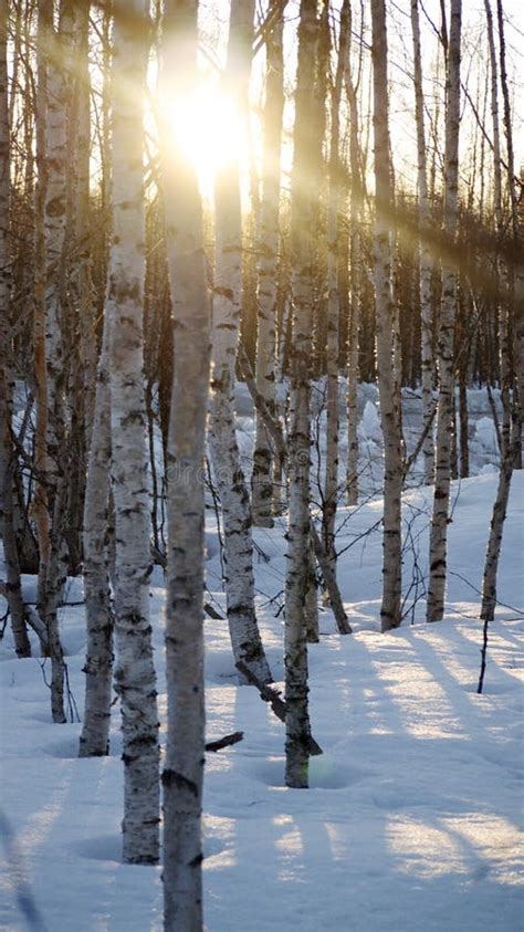 Birch forest in winter. stock photo. Image of holliday - 50308372