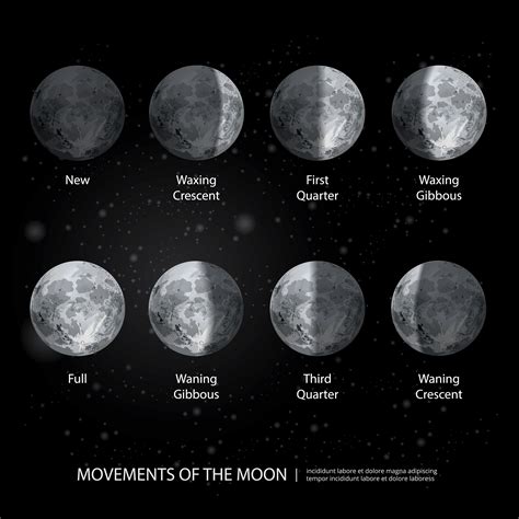 Movements of the Moon Phases Realistic Vector Illustration 642991 ...