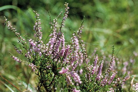 Calluna Vulgaris Heather Flowers Photograph by Th Foto-werbung/science ...