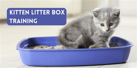 Cat Training | Kitten Litter Box Training