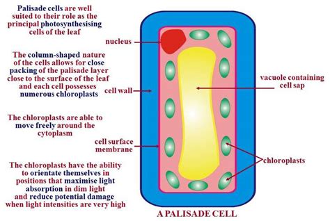 What Is A Palisade Cells Function