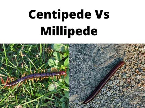 Centipede vs. Millipede (Differences, Comparisons And Facts)