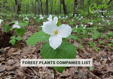 Get Highest Rated Forest Plants Manufacturers Companies List