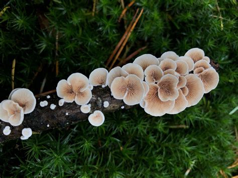 How Do Fungi Get Their Nutrients? - Global Garden