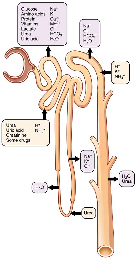 The Nephron: Structures, Function & Urine Formation | Study.com