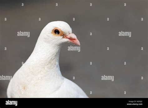 pigeon close up white pigeon city pigeons Stock Photo - Alamy