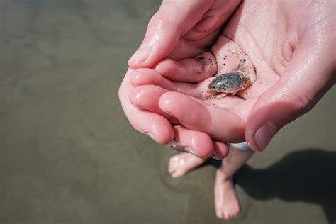 Magnificent Mole Crabs on the West Coast! - Island Nature