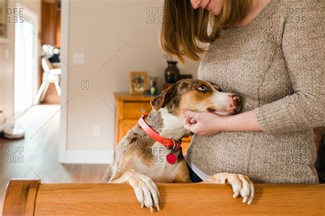 Woman scratching dog's chin stock photo - OFFSET