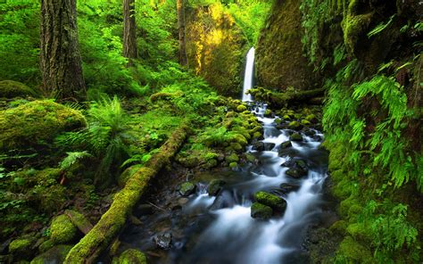 Waterfal Into The Forest - HooDoo Wallpaper