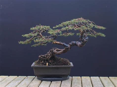 Juniperus communis evolution