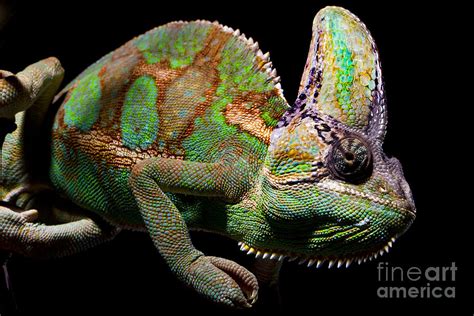 Chameleon Lizard #2 Photograph by Gunnar Orn Arnason - Pixels