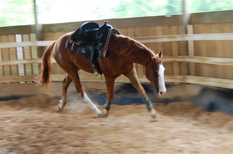 Brigadoon Farm Reining Horses - Western Trainer in Alvin, Texas