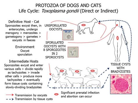 Toxoplasma Gondii Life Cycle