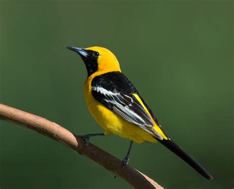 Hooded Oriole — Sacramento Audubon Society