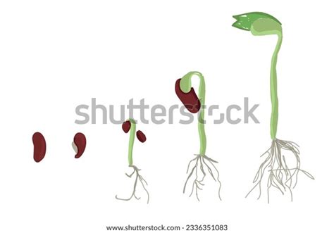 Growth Stages Bean Plant Bean Growing Stock Vector (Royalty Free) 2336351083 | Shutterstock