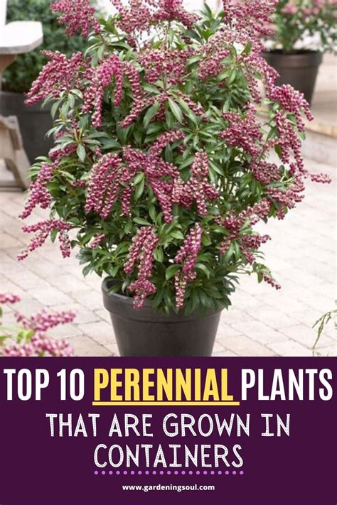 Best Perennial Plants For Pots Outdoor