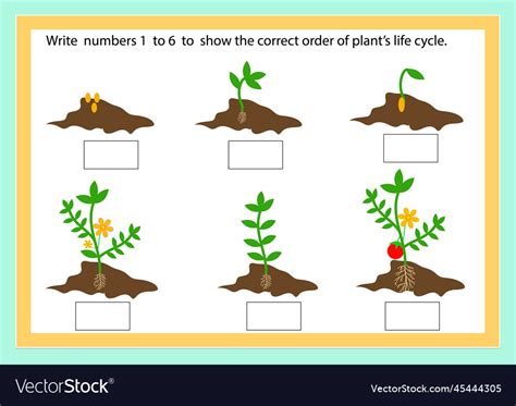 Plants life cycle worksheet Royalty Free Vector Image