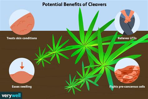 Cleavers: Benefits, Side Effects, Preparations