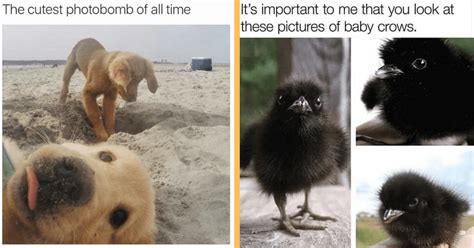 30 Wholesomely Innocent Baby Animal Memes to Get Your Vibes Right This Week - Animal Comedy ...