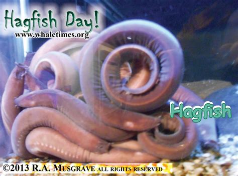 THE Hagfish Day Star, the Hagfish | WhaleTimes, Inc.