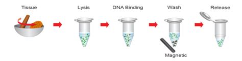 Tissue Genomic isolation with magnetic beads - GeneON BioScience