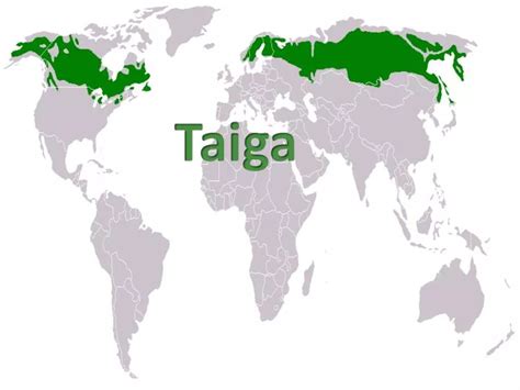 Why is the taiga located where it is? - Rankiing Wiki : Facts, Films ...