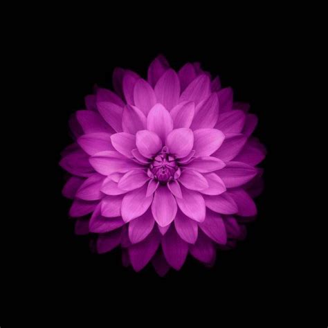 flowers, IOS 8, Purple Flowers HD Wallpaper Desktop Background | Flower ...