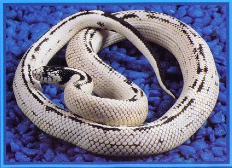 kingsnake.com - The Captive Breeding of Colubrid Snakes