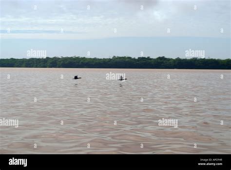 The Celestun wildlife refuge, Yucatan, Mexico Stock Photo - Alamy