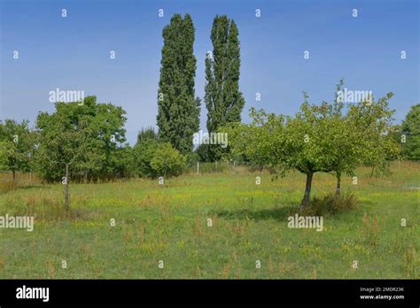 Apple tree, orchard Stock Photo - Alamy