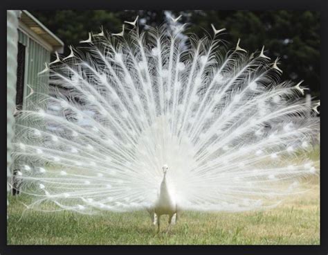 An albino peacock | Rare albino animals, Albino animals, Albino peacock