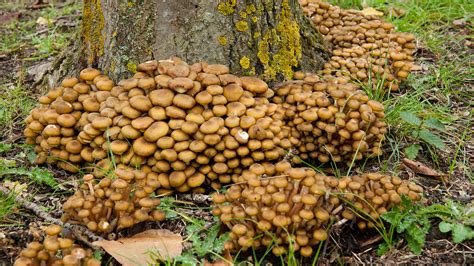 Honey fungus (Armillaria mellea) | Kew's Arboretum is a grea… | Flickr