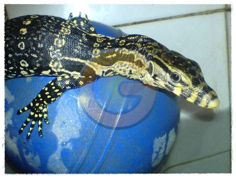 Gambar Biawak | Dunia Binatang