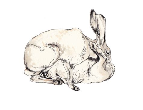 Rabbit Head Drawing at GetDrawings | Free download